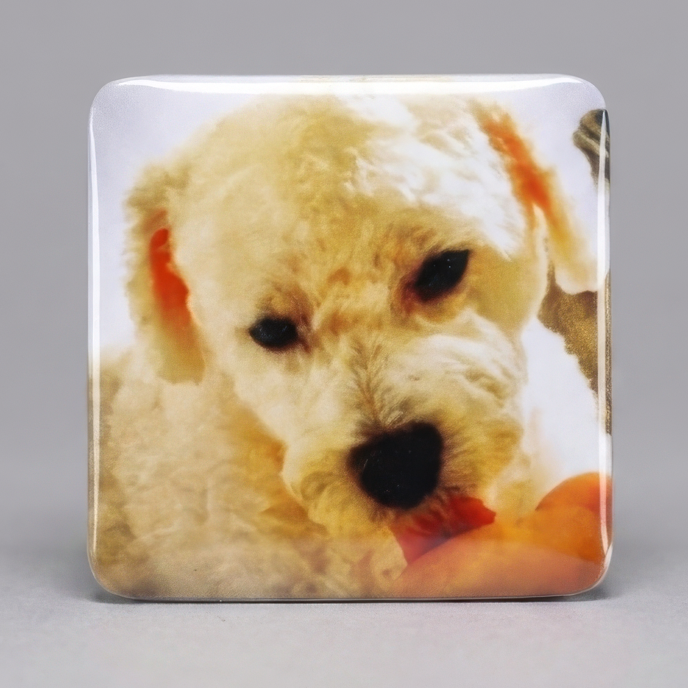Ímã de geladeira com foto de cachorro deitado sorrindo, olhando para cima